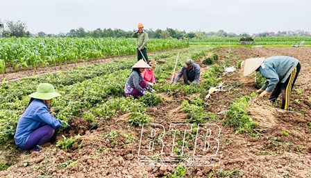 Cây ngưu tất là cây gì mà nông dân một xã của tỉnh Thái Bình trồng thu 20 tỷ đồng/vụ?